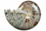 Polished Agatized Ammonite (Phylloceras?) Fossil - Madagascar #213786-1